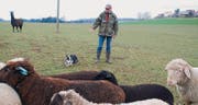 Erwin Schenk mit seiner Hütehündin auf der Schafweide. (Bild: Ruth Bossert)