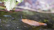 Von den tierischen Schädlingen ist dieses Jahr vor allem die Schnecke in den heimischen Gärten unterwegs. (Bild: Corinne Hanselmann)