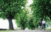 Spazieren unter dem grünen Blätterdach der Kastanienallee: Der grosse Aufruhr hat sich gelegt, die Allee gibt es weiter. (Bild: Max Eichenberger)