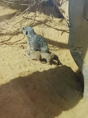 Mit ihrer Mutter gehen die drei kleinen Erdmännchen auf Entdeckungsreise. (Bild: PD)