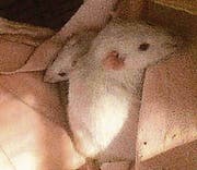 Die Ratten wurden im Warteggpark gefunden. (Bild: pd)