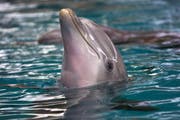 Delfinshows gibt es im Connyland nicht mehr lange - die verbliebenen Meeressäuger werden weggegeben. (Bild: Archiv/Susann Basler)