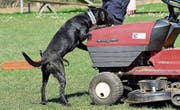 Absuche mit Drogenspürhund. (Bild: PD)