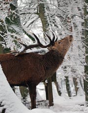 Der frühe Wintereinbruch verhalf der Jägerschaft zu einem guten Hirschabschuss. (Bild: Eddy Risch/Keystone)