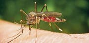«Die Asiatische Buschmücke ist in Liechtenstein schon weitverbreitet», schreibt das Amt für Umwelt. (Bild: PD)