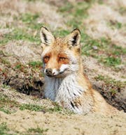 Die Baujagd soll im Grundsatz im Kanton Thurgau verboten werden. Als nächstes ist der Grosse Rat am Zug. (Bild: fotolia)