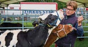 Zirkusdirektor Martin Stey mit zwei seiner Kälber, die ab nächstem Jahr in der Manege zu sehen sind. (Bild: Reto Martin)