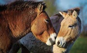 Verwildert, aber nicht ursprünglich. Rare Przewalski-Pferde. (Bild: KEY)