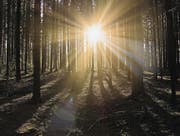 Gerade in herbstlichen Tagen sollte man fürs eigene Wohlbefinden das Sonnenlicht suchen. (Bild: Fotolia)