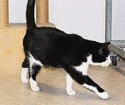 Kater Wasabi.