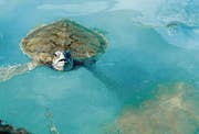 Mexikanische Suppenschildkröten liefern Daten an die Icarus-Antenne.