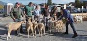 Experte Daniel Keller bei der Punktierung der Toggenbuger Geissen. (Bilder: Adi Lippuner)