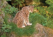 Ein Ostschweizer Luchsmännchen soll demnächst auf Österreich übersiedelt werden. (Bild: Daniel Hubacher)