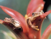 Auch Frösche sind im Dschungel Borneos daheim. (Bild: zVg)