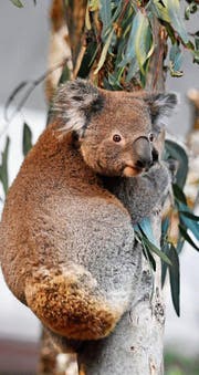 Eines der beiden Koala-Männchen im Zoo Zürich.