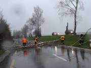 Die Feuerwehr muss bei Pfyn eine Birke von der Fahrbahn entfernen. (Bild: pd/Werner Minder)