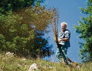 Als Landwirt lebt Roland Bischof so, wie es die Natur fordert. Tiere und Wetter geben den Takt an – vom «Öberefahre» bis zum Aufräumen im Herbst. (Bild: Urs Bucher (Urs Bucher))