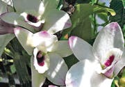 Dendrobium nobile (Orchidee) auf dem Paternosterbaum. (Bild: Urs Stieger)