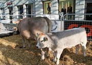 Zehn Jahre nach dem letzten Gastspiel kehrt die beef.ch im September nach Wil zurück. (Bild: PD)