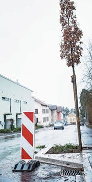An der Neuhauserstrasse wächst auf Höhe Kanti-Sporthalle neuerdings eine junge Eiche. (Bild: Andrea Stalder)