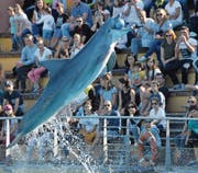 Delfin fängt einen Ball während einer Show in einem französischen Meerespark. (Bild: Loic Venance/AFP (Port-Saint Père, 14. Oktober 2017))