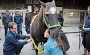 Im Lehrgang üben die Feuerwehroffiziere die Rettung von Grosstieren im Brandfall. (Bilder: Barbara Hettich)
