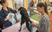 Die Tiermedizinische Praxisassistentin Sarah Casagrande trocknet mit Schülerin Anja Stutz Hündin Lisha ab. (Bild: Reto Martin)