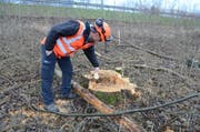 Förster Andreas Gerber begutachtet wenige Meter neben der Autobahn den Strunk eines kürzlich gefällten, im Innern völlig faulen Baumes. (Bild: Corinne Hanselmann)