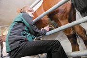 Manuela Kuster führt vor, wie sie die Stute Lara mit der umgebauten Melkmaschine melkt. (Bild: Rudolf Steiner)