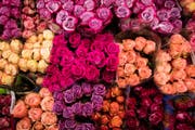 Viele schenken ihren Liebsten Rosen zum Valentinstag. Mann kann aber auch mit anderen Blumen verzücken. (Bild: CHRISTIAN CHARISIUS (DPA))