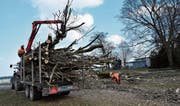 Mit einem Kran wurden die Äste gestern Nachmittag auf einen Anhänger geladen und abtransportiert. (Bilder: Markus Schoch)