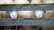 Schafe in einem Gehege in Vals. (Bild: Gian Ehrenzeller/Keystone (Vals, 17. September 2015))