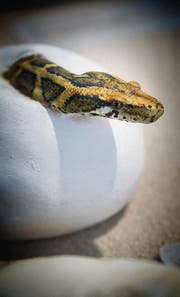 Täuschend echt ist der präparierte schlüpfende Python. (Bild: Ralph Ribi (Ralph Ribi))