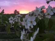 Im Thurgau stehen Birn- und Apfelbäume im Vollblust. (Bild: chs)
