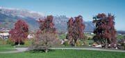 Nach einem kalten Frühling revanchiert sich die Natur mit einem wunderbaren Herbst (Bild: Walter Roggensinger)