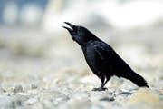 In diesen Tagen übernachten im Stadtzentrum Buchs die Rabenkrähen wieder in ganzen Schwärmen. (Bild: Fotalia/Julius Kramer)