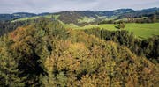 In zwei Jahren geniessen hier die Besucher den Perspektivenwechsel in den Baumwipfeln – Blick gegen Degersheim. (Bild: Urs Bucher (Steinwald, Mogelsberg))