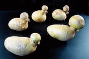 Eine Besonderheit aus dem Kartoffelacker (Bild: Hansruedi Rohrer)