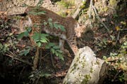 Auch im Pfälzerwald soll es mit Hilfe des Kantons St.Gallen wieder Luchse geben. Auf dieser Aufnahme ein Tier aus dem Wildpark Peter und Paul. (Bild: Urs Bucher/Archiv)