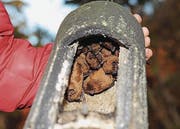 Abendsegler sind Fledermäuse der Gattung Flachnasen. Im Fledermauskasten aus Holz und Beton scheint es ihnen zu gefallen. (Bild: pd)