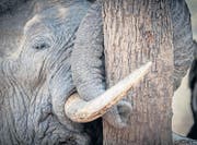Aufgepasst, sie sind auch scharf auf frisches Gemüse – schlafender Elefant im South Luangwa Nationalpark. (Bilder: Kathrin und Ueli Würth)