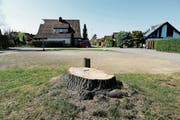 Nach dem Kahlschlag: Baumstumpf auf dem Steinacher Quartierplatz, wo bis vor kurzem zwei Buchen und eine Eiche standen. (Bild: Rudolf Hirtl)