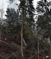 Die Fichten, die am Strassenrand in Lütisburg gefällt werden, sind rund 80 bis 100 Jahre alt. (Bilder: Anina Rütsche)