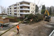 Forstmitarbeiter zersägen die Baumstämme, die zu Brennmaterial werden. (Bild: Jolanda Riedener)