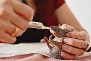 Jung-Igel, die den Winterschlaf abbrechen, haben oft zu wenig Fettreserven und sind ausgehungert. Dann ist eine Zufütterung nötig. (Bild: Reto Martin)