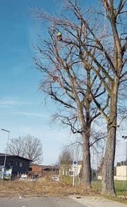 Hoch oben im Baum (Bild: PD)