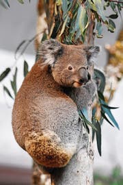 Eines der beiden Koala-Männchen in der neuen Australienanlage im Zoo Zürich. (Bild: WALTER BIERI (KEYSTONE))
