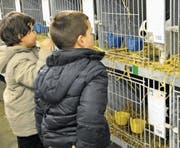Zwei Buben bestaunen im «Thurgauerhof»-Souterrain die Kaninchen in der Ausstellung der Kleintierzüchter. (Bild: Mario Testa (12.01.2014))