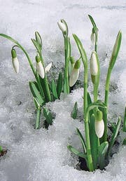 Es zeigen sich die ersten Schneeglöckchen. (Bild: Bert Stankowski)