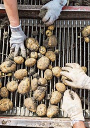 Die Economiesuisse hält die Abstimmung über die Ernährungssicherheit für «irrelevant». (Bild: Keystone)